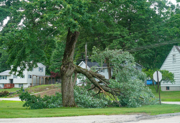 Best Storm Damage Tree Cleanup  in Mbria, CA