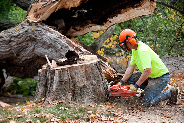 Best Tree Maintenance Programs  in Mbria, CA