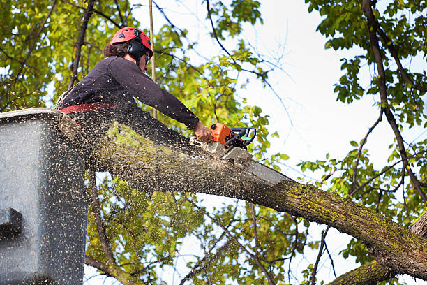 Reliable Cambria, CA Tree Care Services Solutions